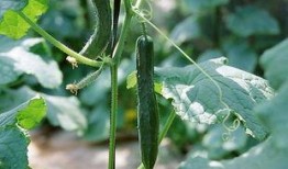 黄瓜农药爆料视频大全最新,最新爆料视频大全深度解析